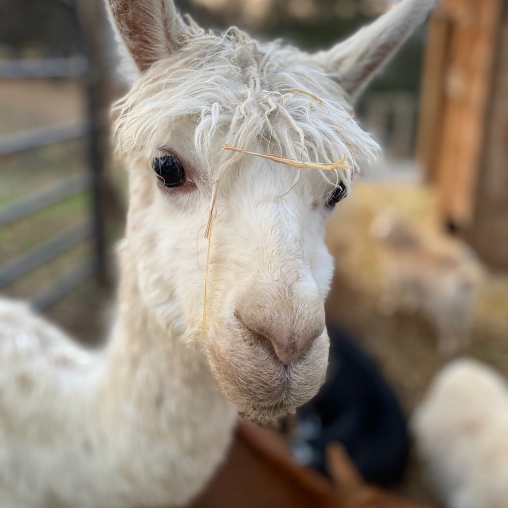 Meet your Posher, Leah